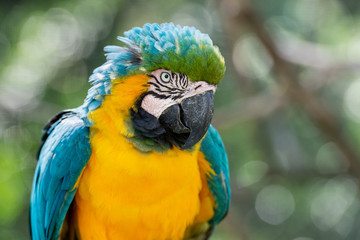 Obraz premium blue and yellow macaw