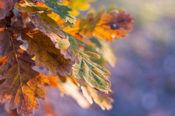 Background with a lot of frozen leaves in autumn. Area full of leaves.