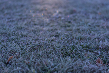 Frozen grass tinted to violet shades. White ice glittering by sun shine.