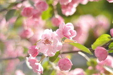 Naklejka na ściany i meble Very beautiful flowering pink apple