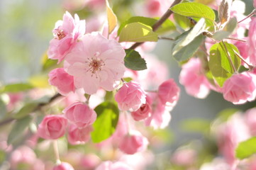 Fototapeta na wymiar Very beautiful flowering pink apple