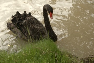 Naklejka premium black swan on the lake