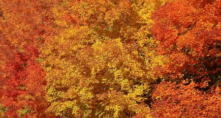 Closeup Maple leaves in vibrant autumn colors