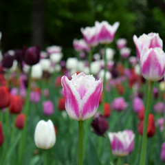 Close-up of a pink and white tulip and many others in the background. Flower field