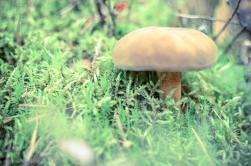 Small brown Boletus growing in autumn green moss