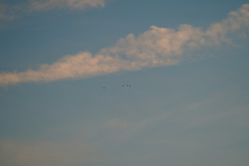 sunset sky and wild birds