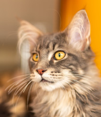 portrait of a fluffy cat