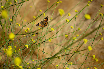 Painted Lady Butterfly with open wings on plant stem with yellow flowers in the background