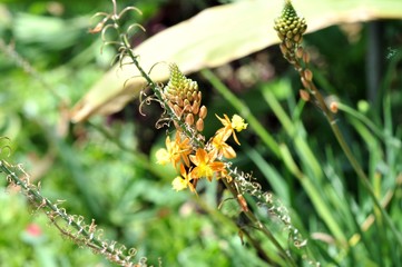 Flower 01