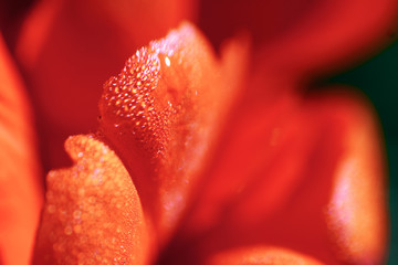 tulips in the early morning. morning in the Park. flowers with dew drops close-up macro photo. red...