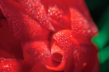 tulips in the early morning. morning in the Park. flowers with dew drops close-up macro photo. red flower