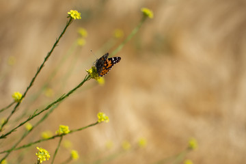 Painted Lady Butterfly with closedwings on plant stem with yellow flowers in the background