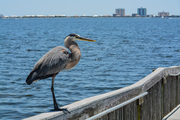 A Great Blue Heron standing on a railing at Gulf Breeze City Park in Santa Rosa County Florida, Gulf of Mexico, USA