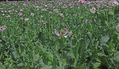 the flower of the poppy plant