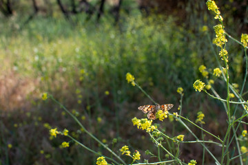 Obraz premium Painted Lady Butterfly with open wings on plant stem with yellow flowers in the background