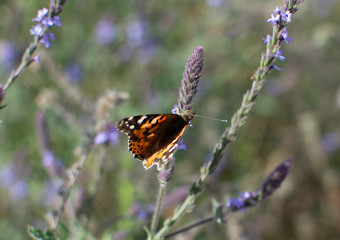 Painted Lady Butterfly with open wings on plant stem