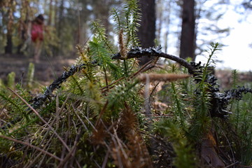 tree in forest
