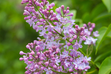 branch of lilac covered with bright green leaves and flowers