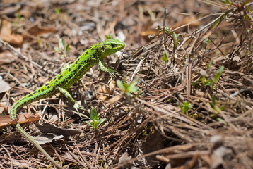  little green lizard. lizard in the forest