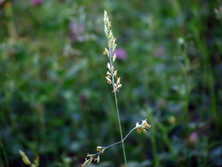 wild flowers in a field
