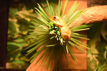 butterfly on a flower