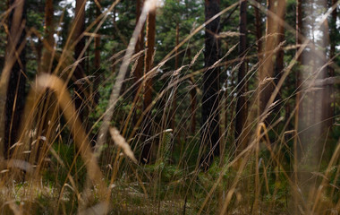  last year's dry grass in the forest. dry reed