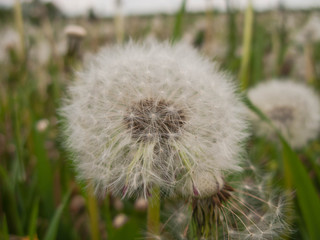 Mniszek lekarski. © boguslavus