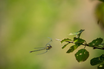 dragonfly in mid air