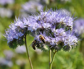 The field is blooming phacelia