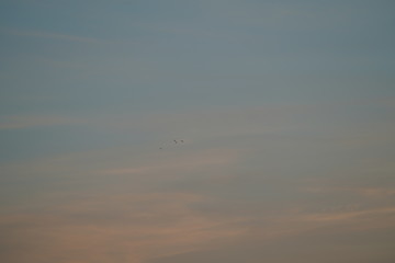 sunset sky and wild birds