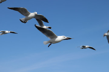 Fototapeta na wymiar Seagulls by the sea. Birds at the beach. Day at the beach.