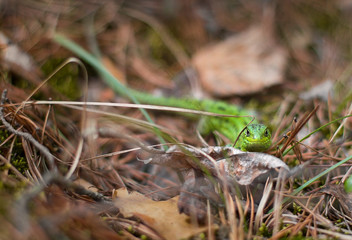  little green lizard. lizard in the forest