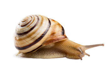 Colorful Helicid Snail isolated on white.