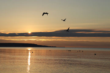Naklejka na ściany i meble Seagulls by the sea. Birds at the beach. Day at the beach.