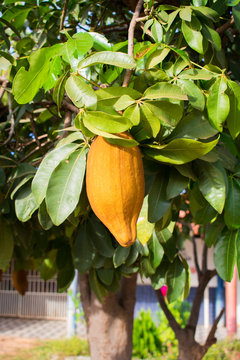 Fruit of the Guiana Chestnut tree (Pachira Aquatica), the seeds are edible. Oeiras, Brazil