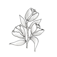 Hand drawn illustration and sketch  flower. Black and white with line art illustration on white background.Idea for business visit card, typography vector,print for t-shirt.