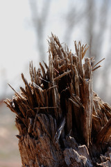 Fototapeta premium focus stacked stump