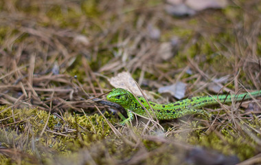  little green lizard. lizard in the forest