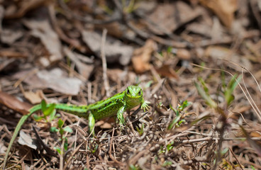  little green lizard. lizard in the forest