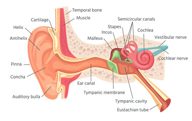Human ear anatomy. Ears inner structure, organ of hearing vector illustration - obrazy, fototapety, plakaty