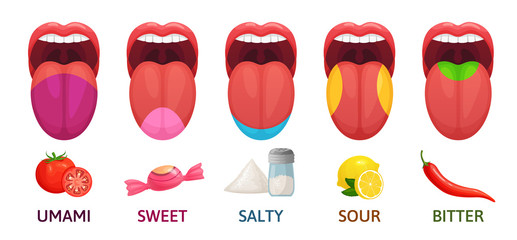 Tongue taste areas. Sweet, bitter and salty tastes. Umami and sour taste receptors diagram cartoon vector illustration - obrazy, fototapety, plakaty