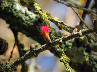 red bird on a branch