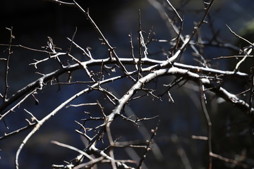 Fondo de ramas de planta. Texturas y sombras