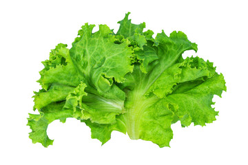 Fresh green lettuce, Salad leaf isolated on a white background