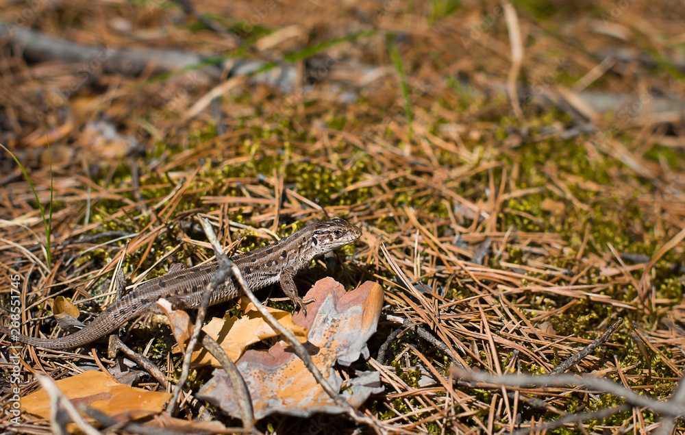 Wall mural little gray lizard. lizard in the forest