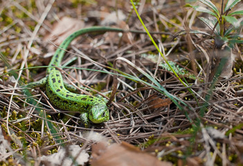  little green lizard. lizard in the forest