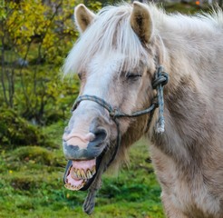 Funny portrait of a horse
