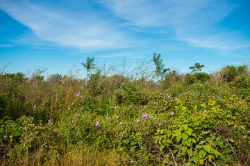 Fototapeta na wymiar Caatinga biome vegetation after the rainy season in the countryside of Oeiras - Piaui state, Brazil