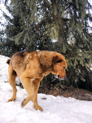 dog in  snow