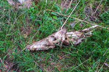Boar Skull and bones in the forest